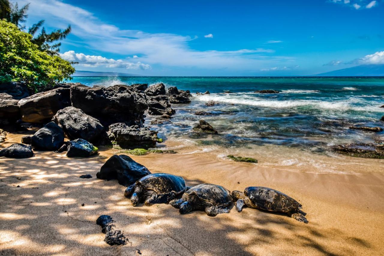 Mahina Surf I Villa Napili-Honokowai Oda fotoğraf