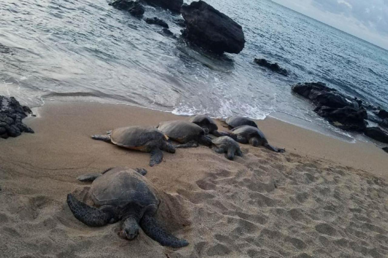 Mahina Surf I Villa Napili-Honokowai Dış mekan fotoğraf